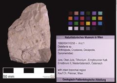 Foto (Objekt + Etiketten) von Distefania sp. (NHMW-GEO-1990-0041-0258)